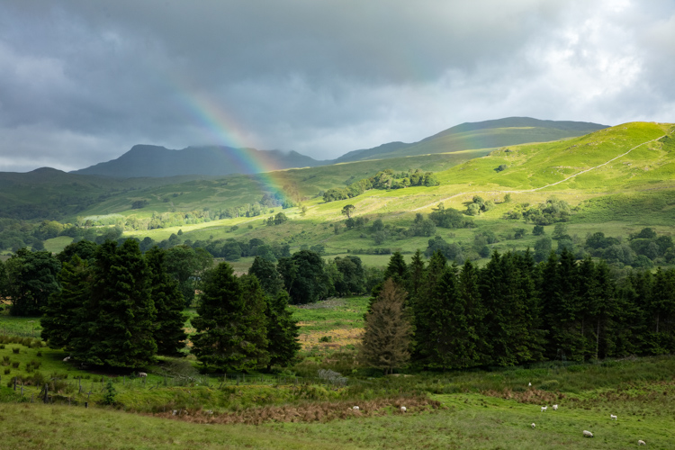 trees and rainbow