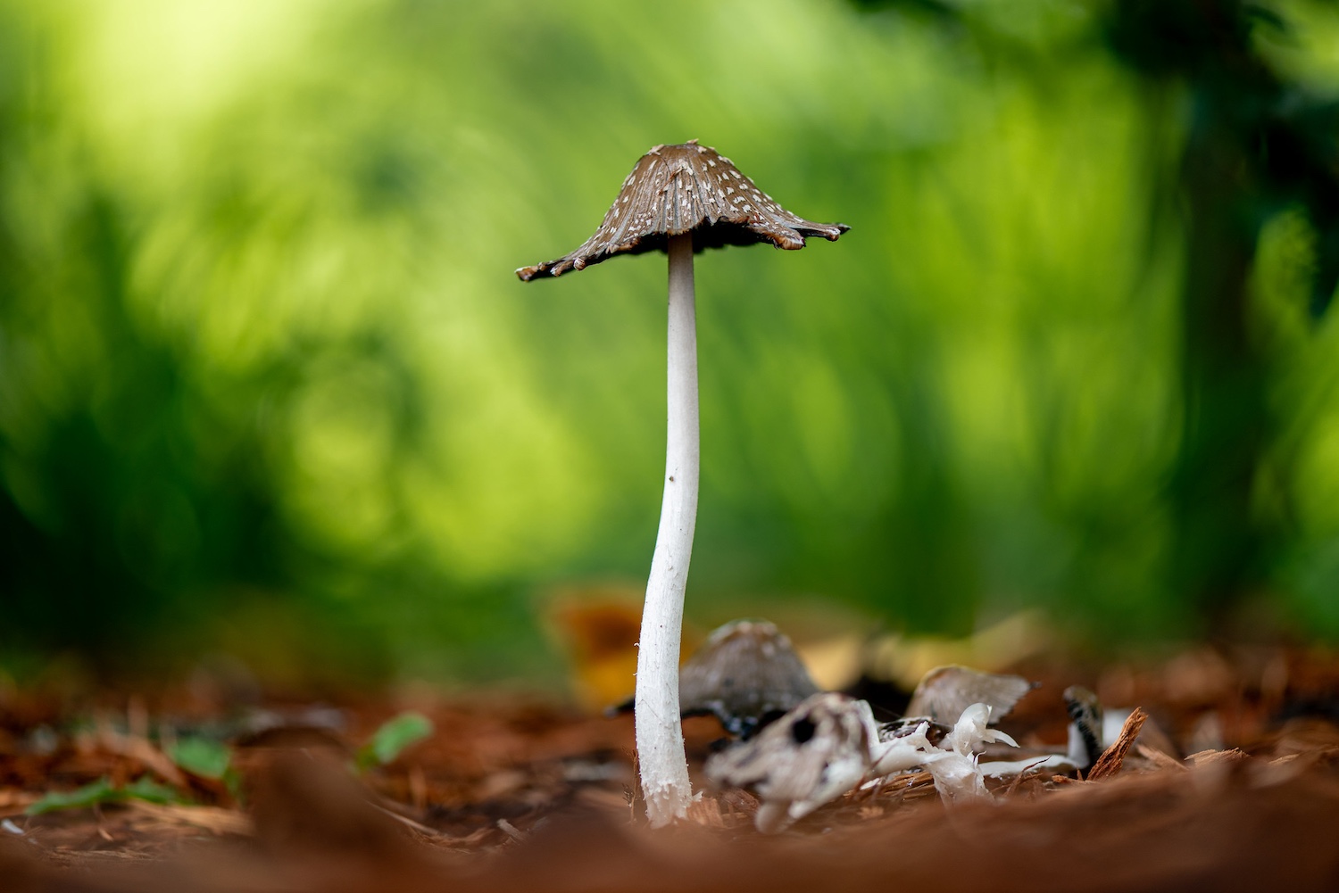 Best circular polarizers mushroom in the forest