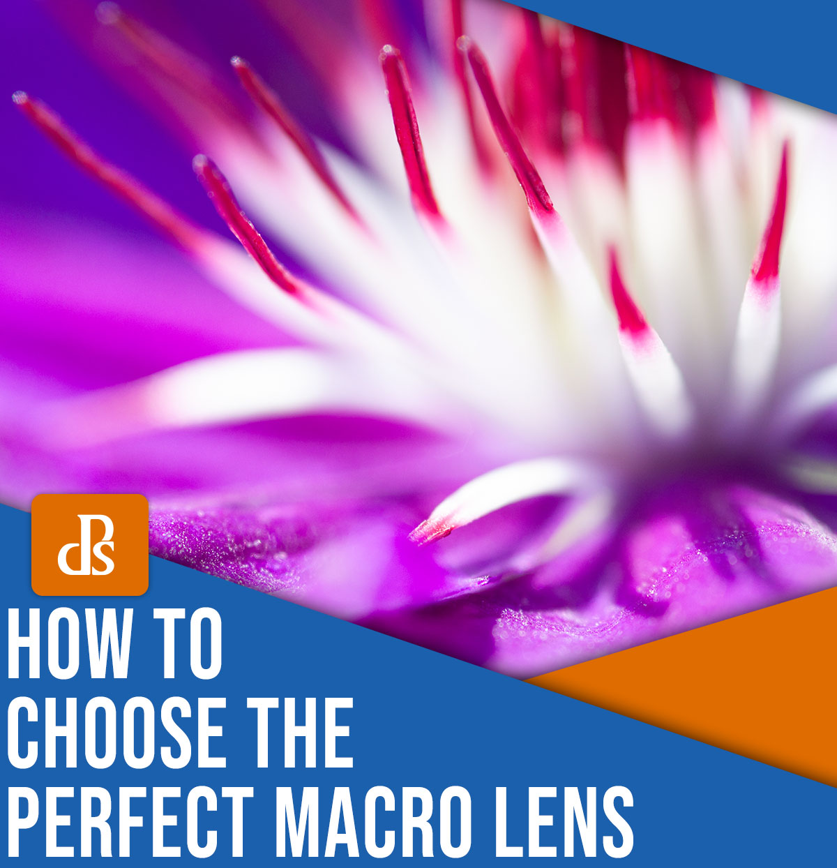 How to choose the perfect macro lens