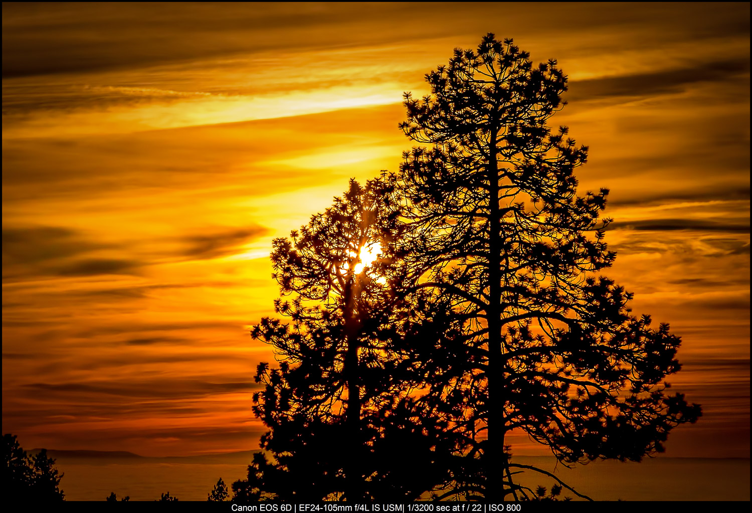 Fine Art Landscape Photography - trees at sunrise