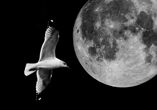 the moon and a flying seagull