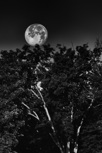 moon photography with a tree in the foreground