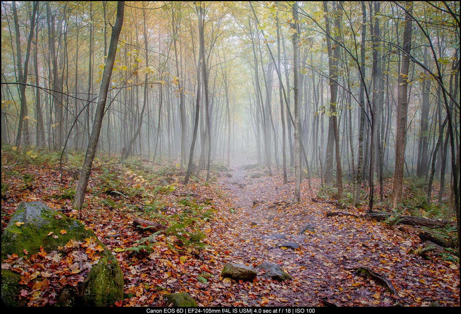 Fine Art Landscape Photography - Foggy Vermont forest