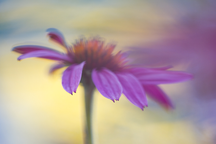 macro photography abstract coneflower Sigma 150mm macro lens