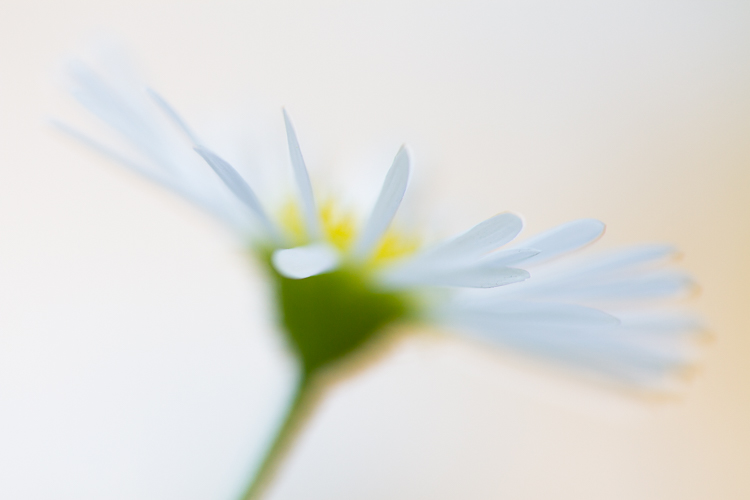 macro photography aster abstract bokeh Sigma 150mm macro - macro lens