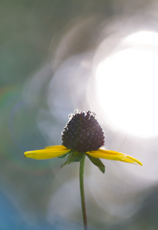 macro photography abstract Canon 100mm f/2.8L - How to Choose the Perfect Macro Lens