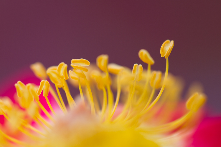 macro photography Canon 100mm f/2.8L rose abstract - How to Choose the Perfect Macro Lens