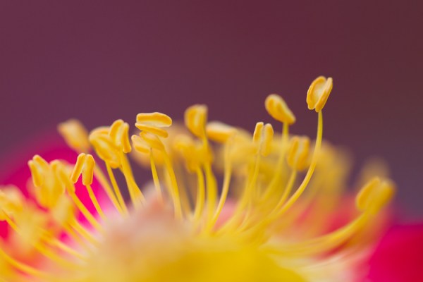 How to Choose the Perfect Macro Lens