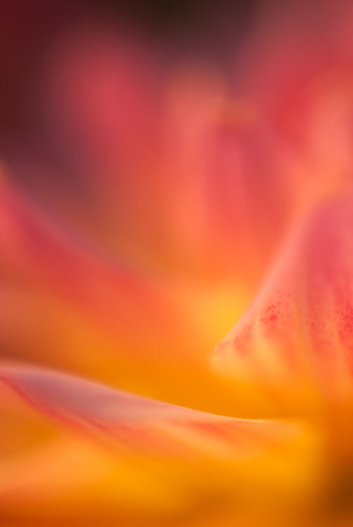 dahlia abstract macro photography flower - How to Choose the Perfect Macro Lens