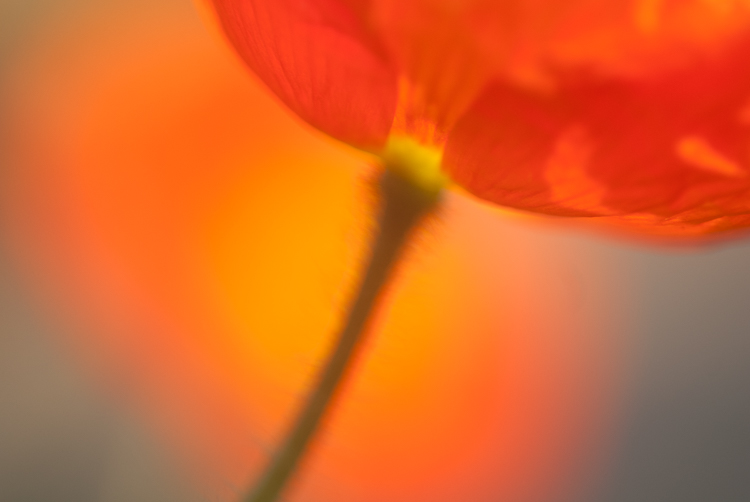 macro photography flower abstract - How to Choose the Perfect Macro Lens