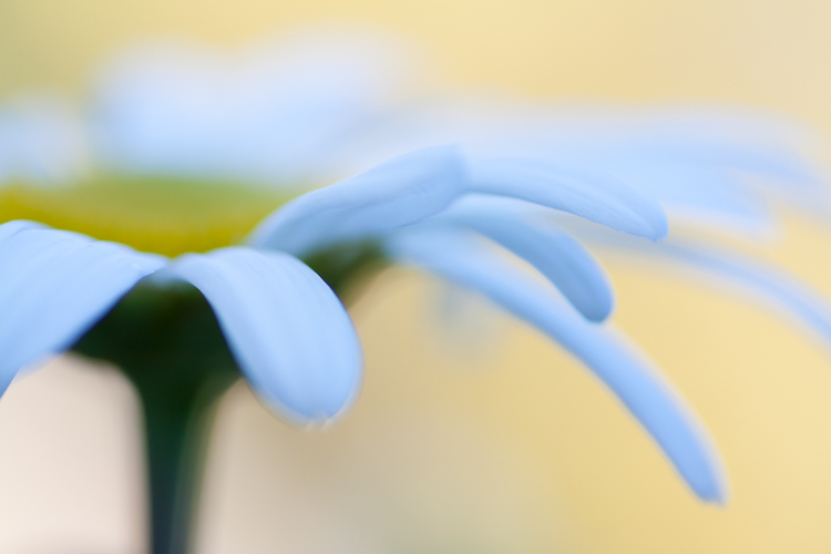 daisy abstract macro photography bokeh - How to Choose the Perfect Macro Lens