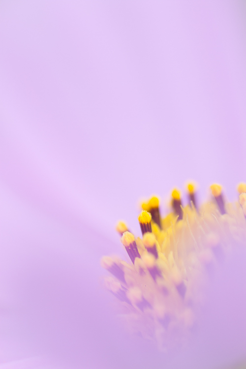 macro photography abstract flower - macro lens