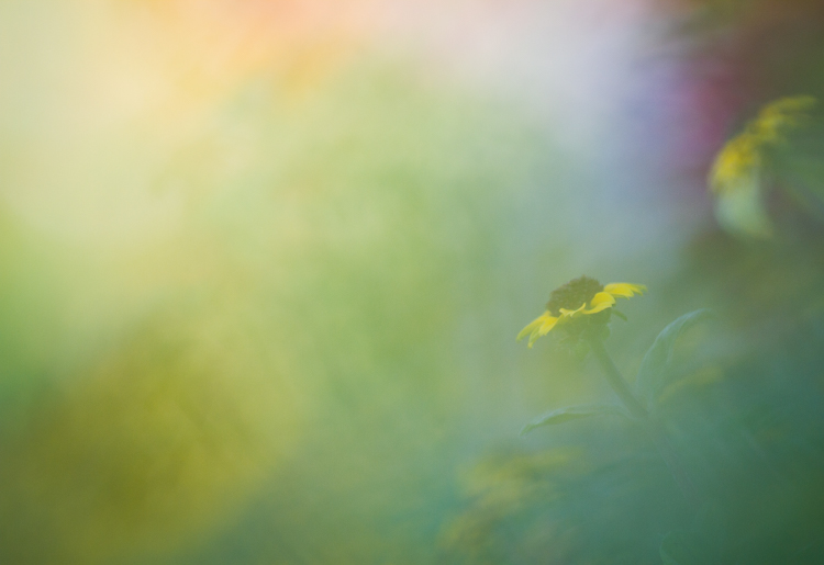 sunflower abstract macro photography Sigma 150mm macro lens