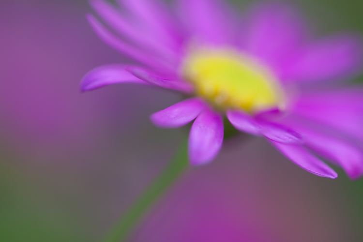 macro photography abstract purple flower - How to Choose the Perfect Macro Lens