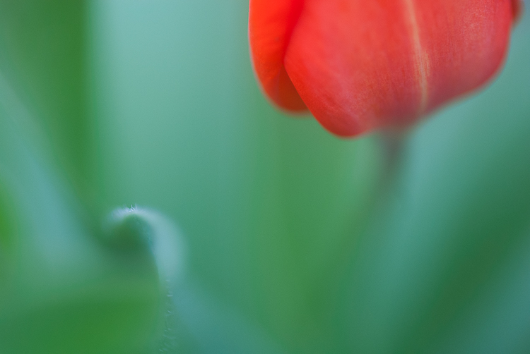 How to Choose the Perfect Macro Lens - tulip macro photo