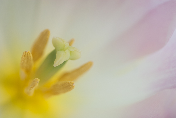 macro photography tulip abstract flower - How to Choose the Perfect Macro Lens