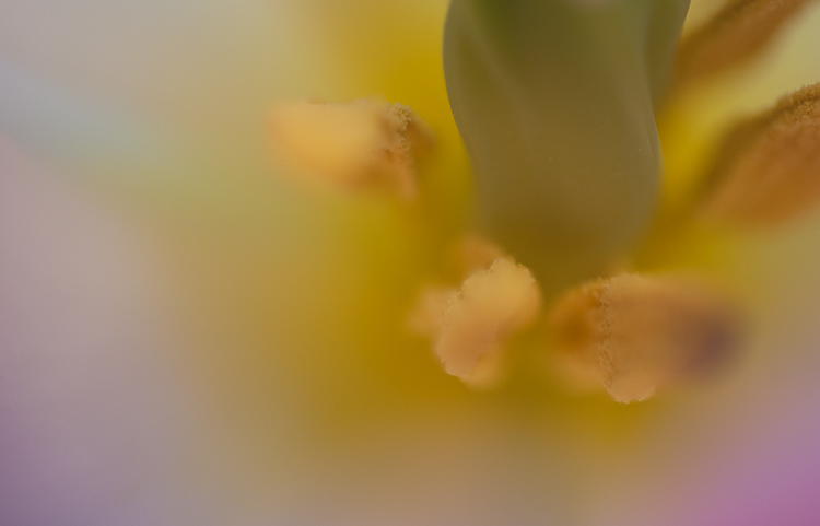 60mm nikon macro photography tulip flower - How to Choose the Perfect Macro Lens