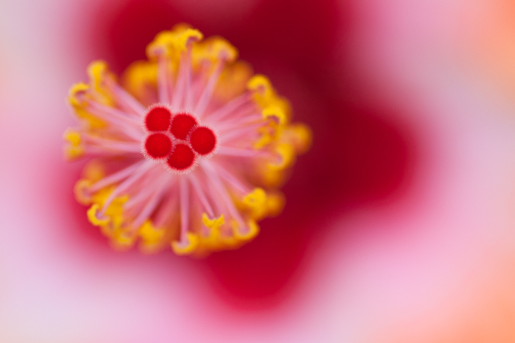 macro photography abstract hibiscus - How to Choose the Perfect Macro Lens