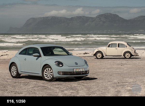 Beetles on gravel