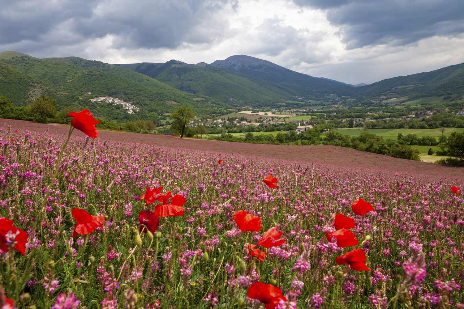 field of poppies with mountains in the background