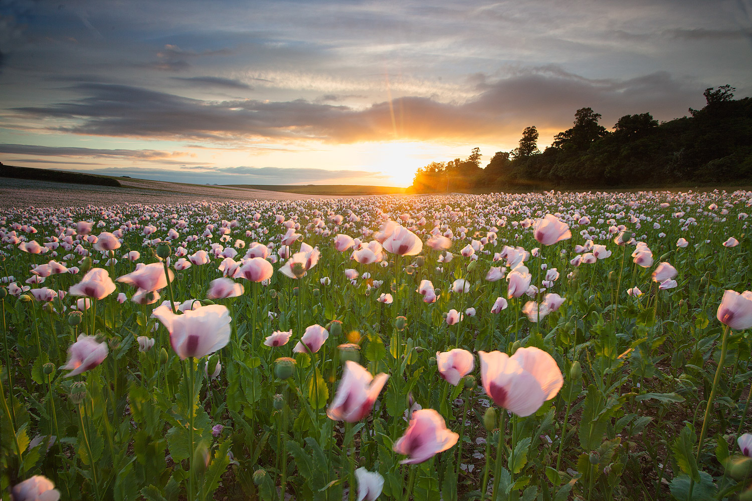 field of poppies in the summer