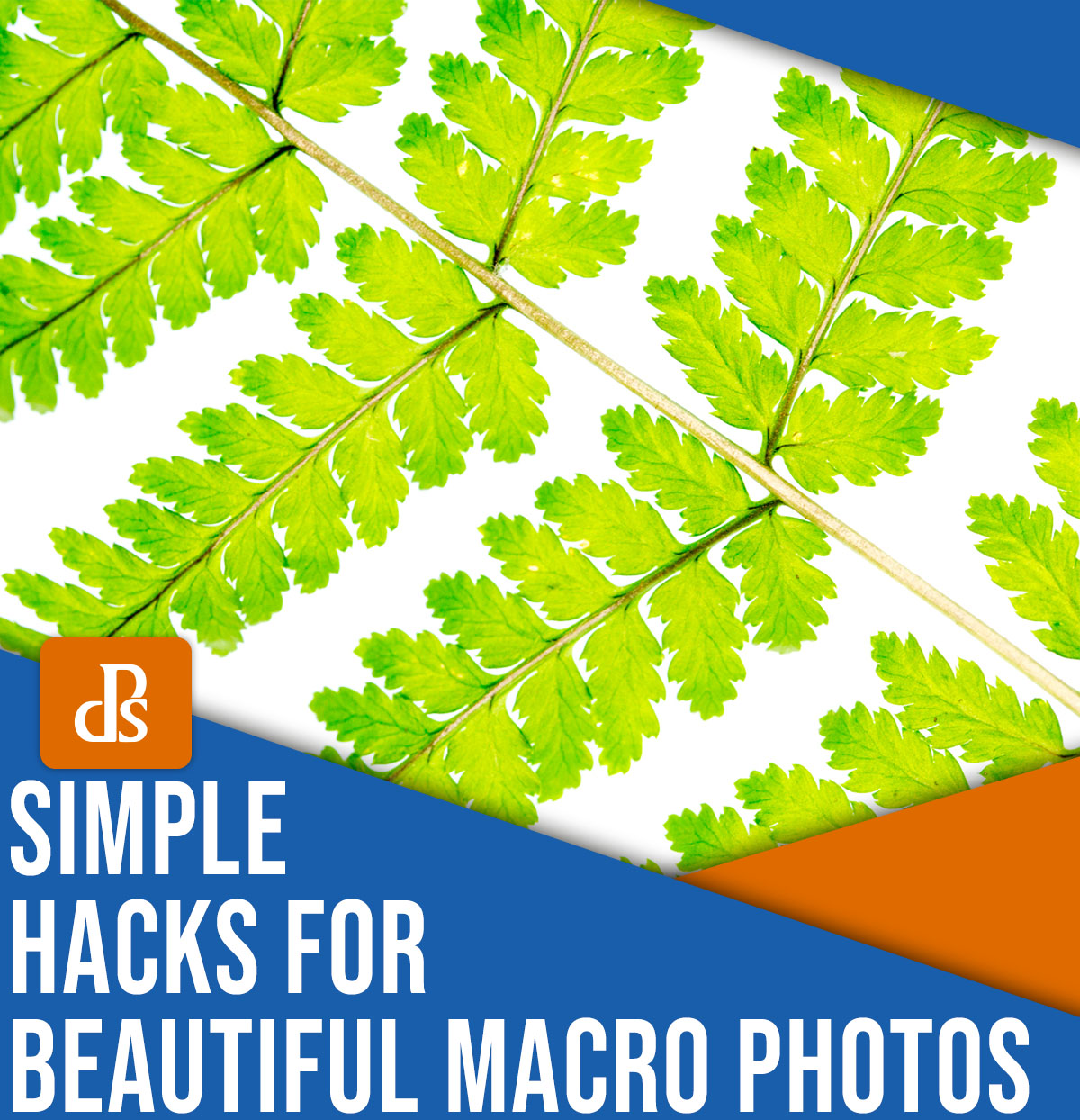 Simple hacks for beautiful macro photos