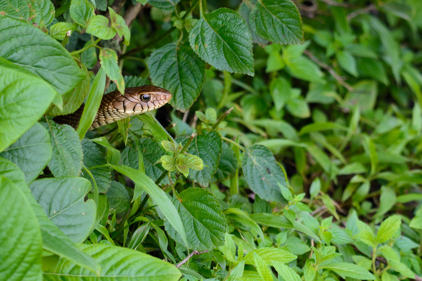 Nikon 200-500mm f/5.6 review