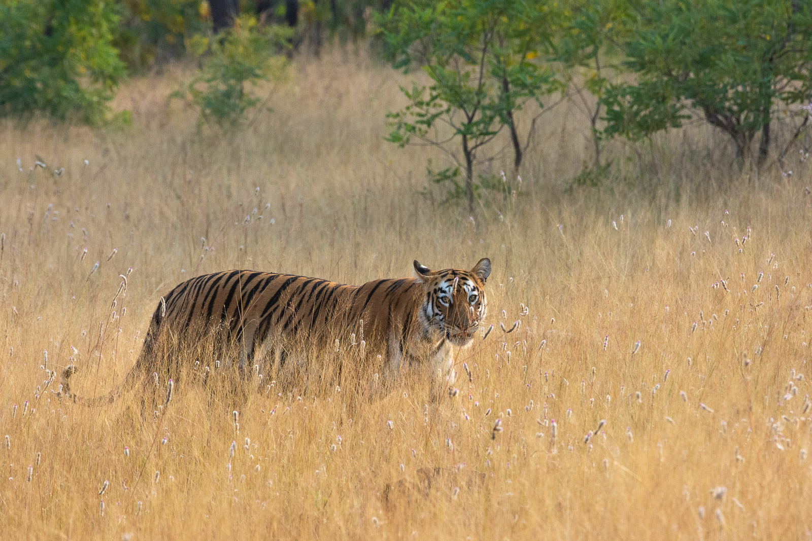 Nikon 200-500mm f/5.6 review