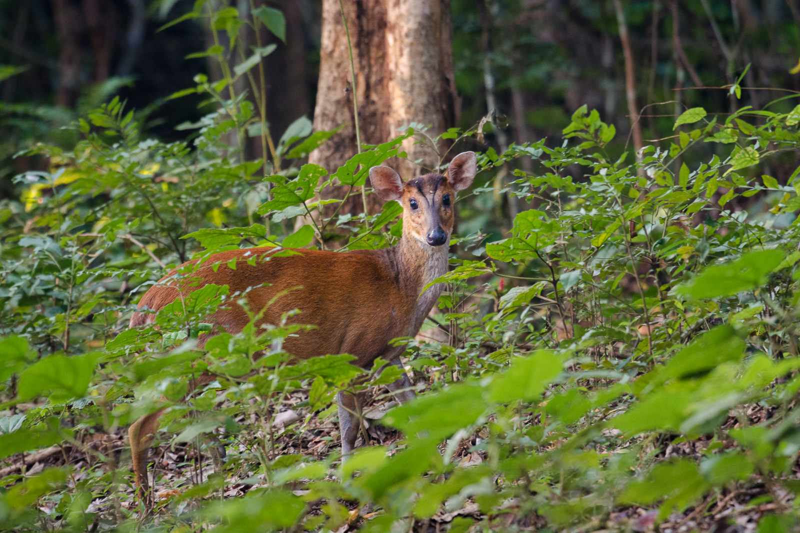 Nikon 200-500mm f/5.6 review