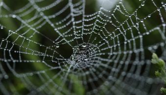 How to Photograph a Spider Web: 16 Expert Tips