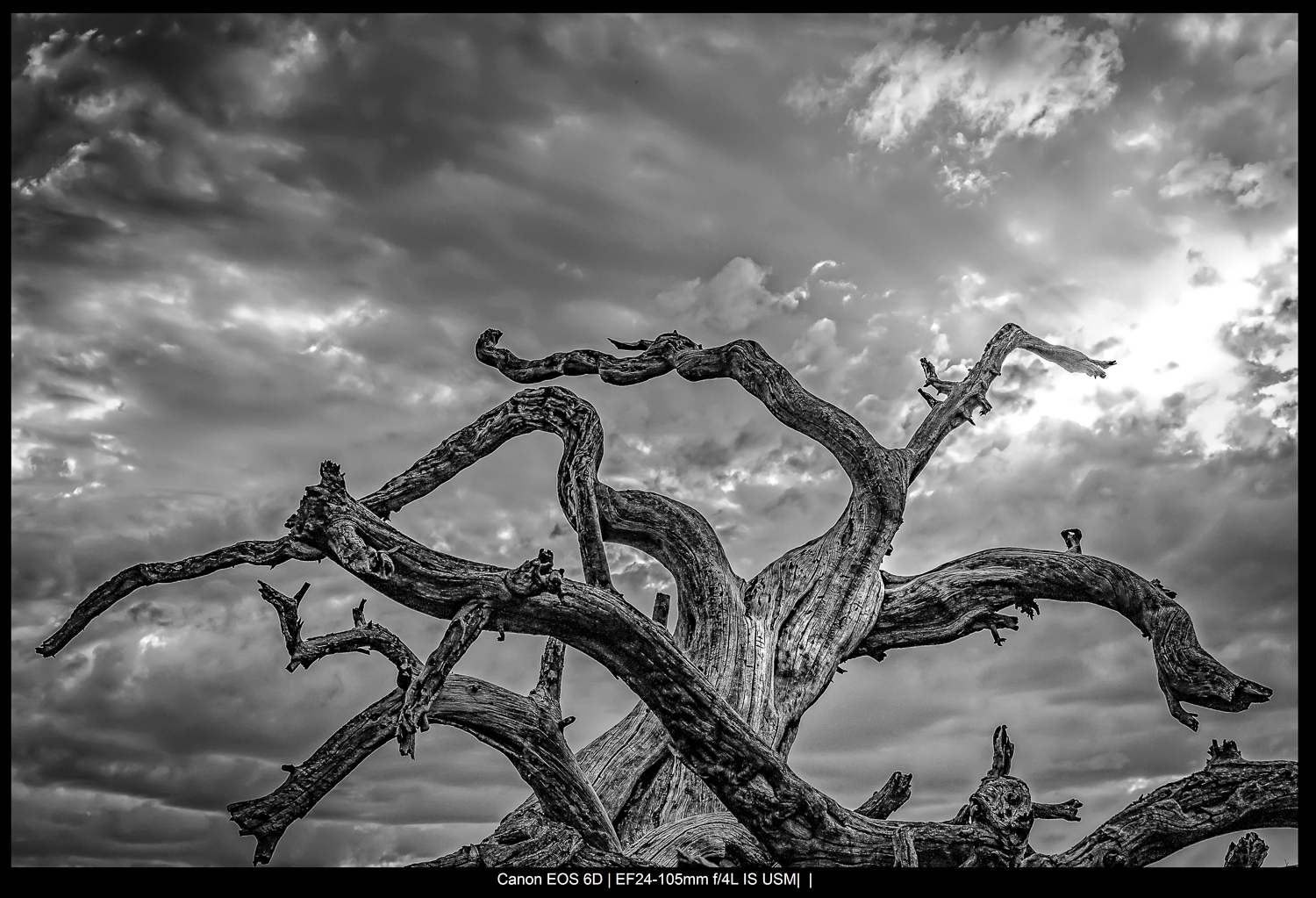 craggy tree with a stormy sky