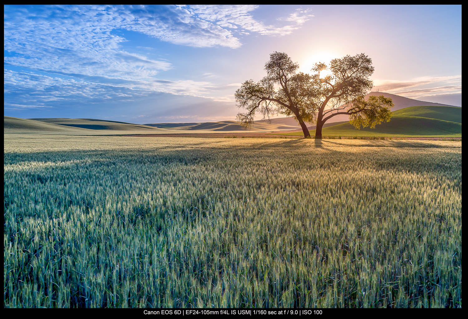 trees with blue sky and grasses